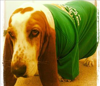 Brown and white dog wearing a green T-shirt.